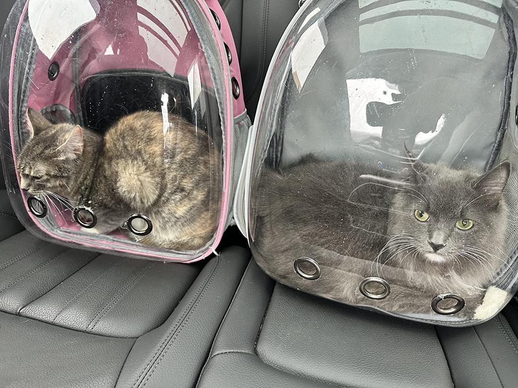 Рюкзаки для домашних животных Space Capsule Panoramic Transparent Большая вместимость Дышащая сумка для кошек с отверстием Рюкзак для домашних животных Маленькая сумка для собак