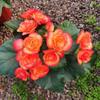 Begonia 'Rigo': Double-petaled rose begonia with buds, blooms all seasons, easy-care, ideal for indoor balconies.