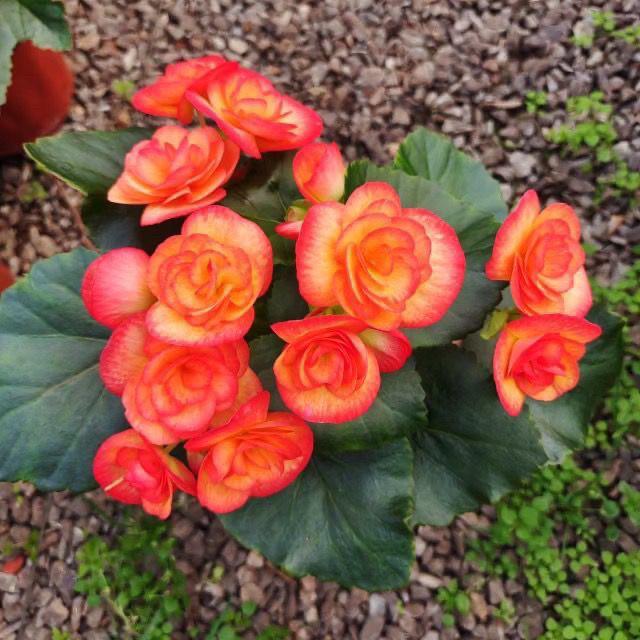Begonia 'Rigo': Double-petaled rose begonia with buds, blooms all seasons, easy-care, ideal for indoor balconies.