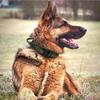 Adjustable Tactical Dog Collar Dog Leash Military Nylon Buckle with Control Handle for Dog Training