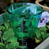 Clear Plastic Cone Rain Gauge Innovative Garden Rain Measurement Cup for Beginner Starter Gardening Plant Growing