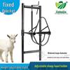 Adjustable Sheep Head Fixation Rack for Injection and Shearing