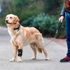 Adjustable Pet Joint Protection Covers Comfortable Breathable Dog Knee Brace Rear Leg Brace Dog Knee Pads Leg Injury Care