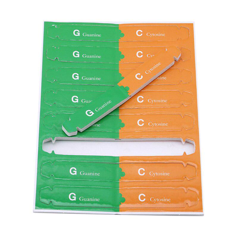 DIY человеческие гены ДНК модели популяризация науки инструменты преподавания науки