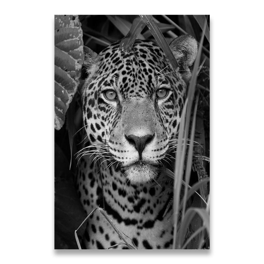 Jaguar Cow Cute Alpaca Animal Poster and Prints Black White Wall Art Nursery Canvas Painting Pictures for Living Room Home Decor