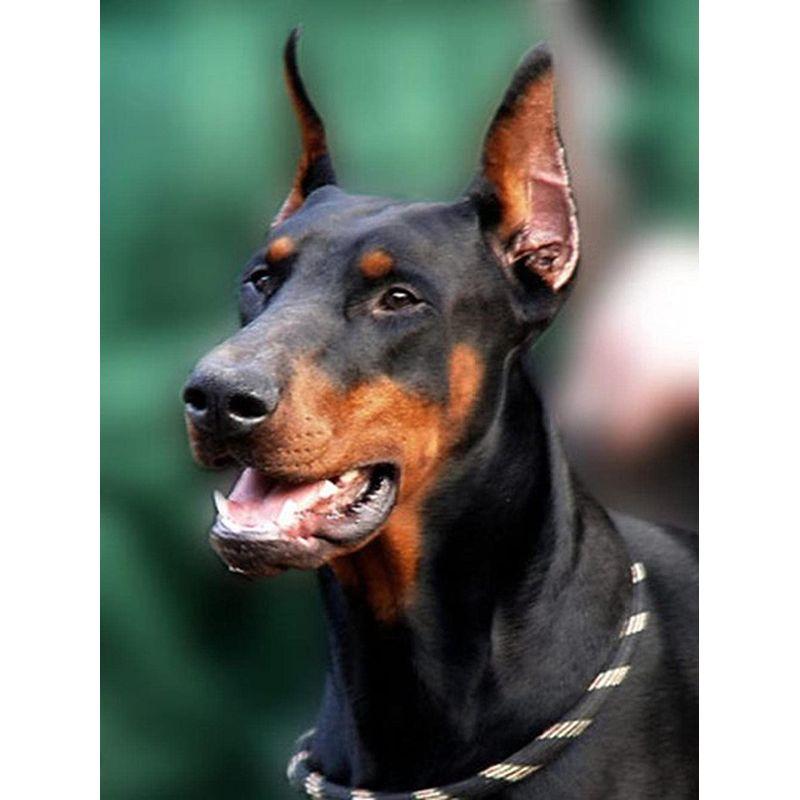 5D DIY Diamond Painting Dog Full Round Diamond Embroidery Animal Mosaic Rhinestone Kit Decor For Home