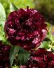 5 Peony Seeds LIGHT BLACK   " -FRESH SEEDS