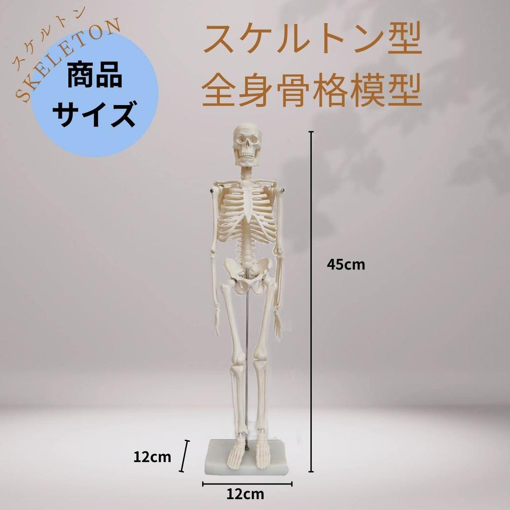 Семитонная модель скелета всего тела, 45 см скелет, модель человеческого тела, скелетный образец, скелет, шарнирный, модель человека, череп