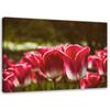 Canvas Print Red Tulip Blossom