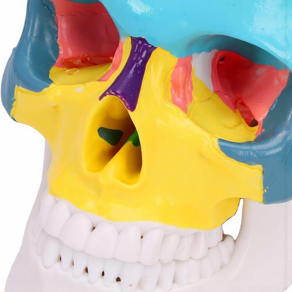 PVC Human Skull Anatomy Model Detachable Color Coded Regions Color Coded Skull Model Durable PVC Skull Teaching Model