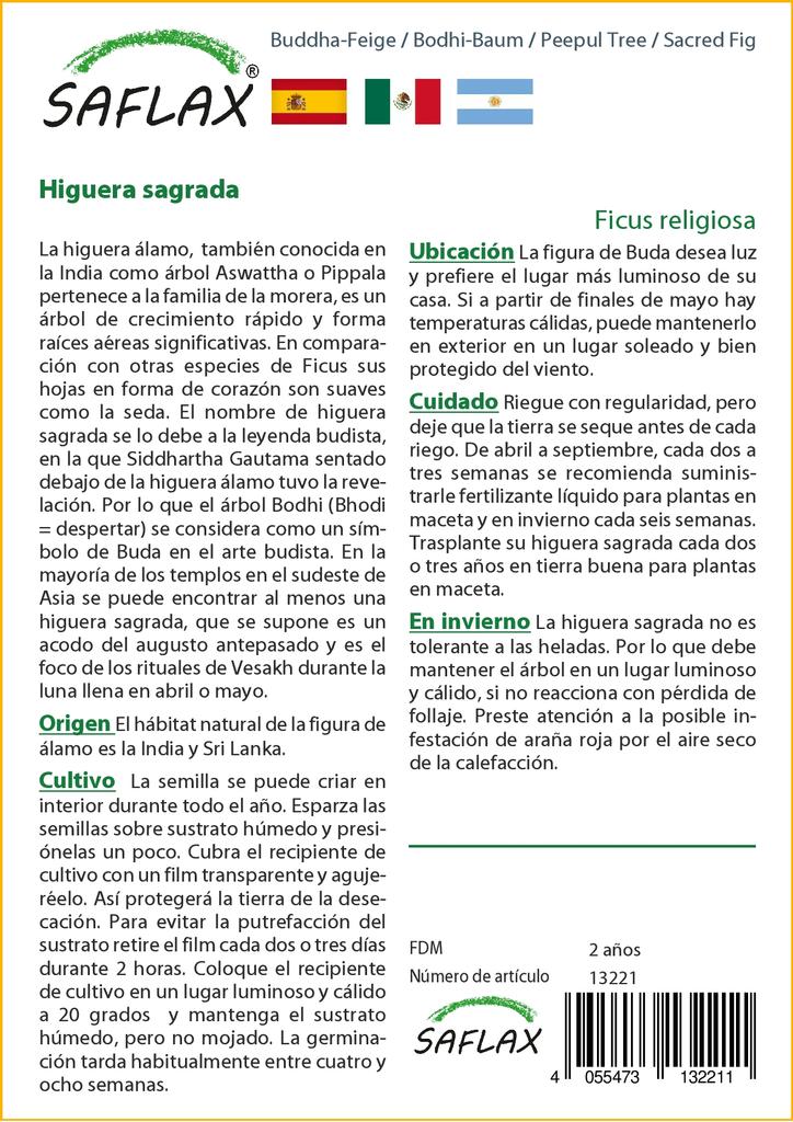 SAFLAX Peepul Tree / Sacred Fig - 100 семян - Ficus religiosa