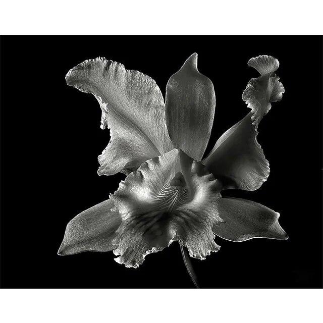 Черно-белые цветы подсолнуха, лилии, принты, постер, холст, живопись, современные настенные художественные картины для гостиной, спальни, домашний декор, без рамки