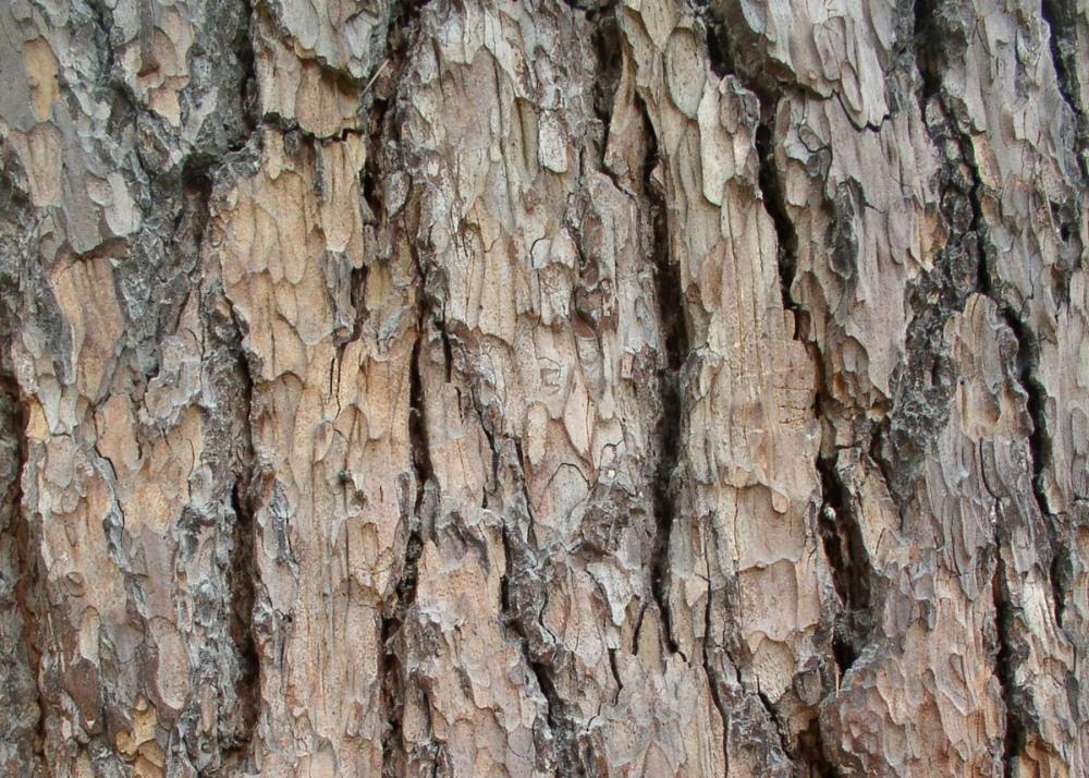 SAFLAX Ливанский кедр - 20 семян - Cedrus libani