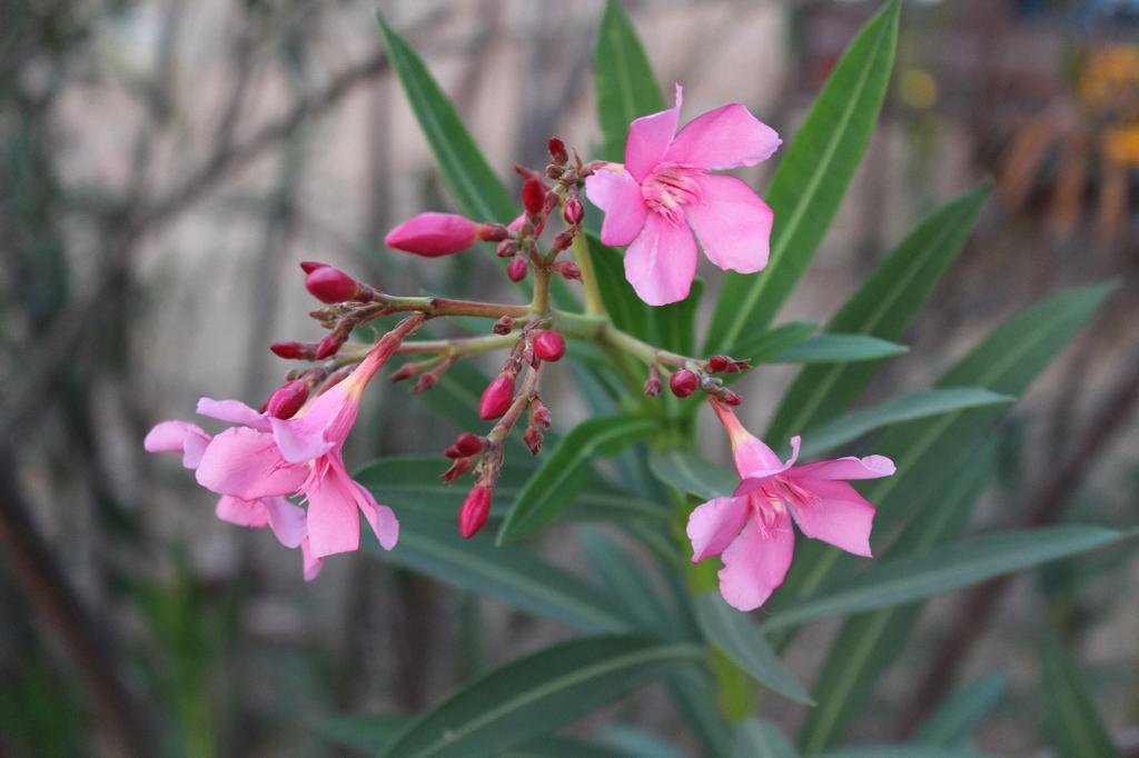 SAFLAX Garden in the Bag - Олеандр - 50 семян - С субстратом в подходящем пакете-стойке - Нериумовый олеандр