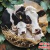 Винтажное металлическое настенное искусство "Корова", Декор для дома в стиле животных с фермы, Забавная жестяная табличка для гостиной, спальни, офиса, Подарок для дома в стиле амбара