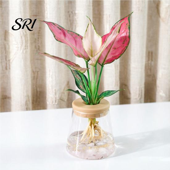 Hydroponic Plant Pot Flowerpot Self Watering with Transparent Glass Bottle And Easy Care Soft Stopper Planter Hydroponics Container for Home