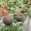 100 ШТ Подвесные сетки для арбузов Мешки на шнурке Сетки для мускусных дынь Сетки для дынь Гамаки Люльки для медовой дыни Огурцов