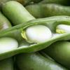 Windsor White Broad Bean, Fresh Vegetable Seeds PREMIUM 50g