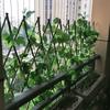 12 шт. 2,1 м искусственные растения лианы зеленые листья плющ лианы для дома свадебное украшение оптом DIY подвесной венок искусственные цветы