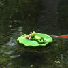 Floating Frog Ornament Waterproof Detailed Pool Decor Frog Sculpture Eco-friendly Floating Figurine Craft for Pond Pool Fish Tank