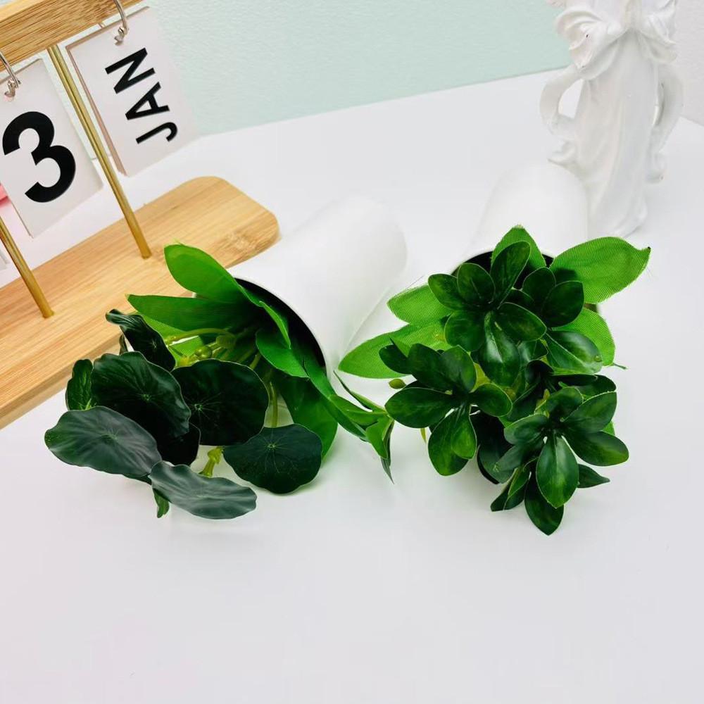 Мимоза Стыдливая Шеффлера Восьмилистная Зеленое Растение для Домашнего Настольного Декора