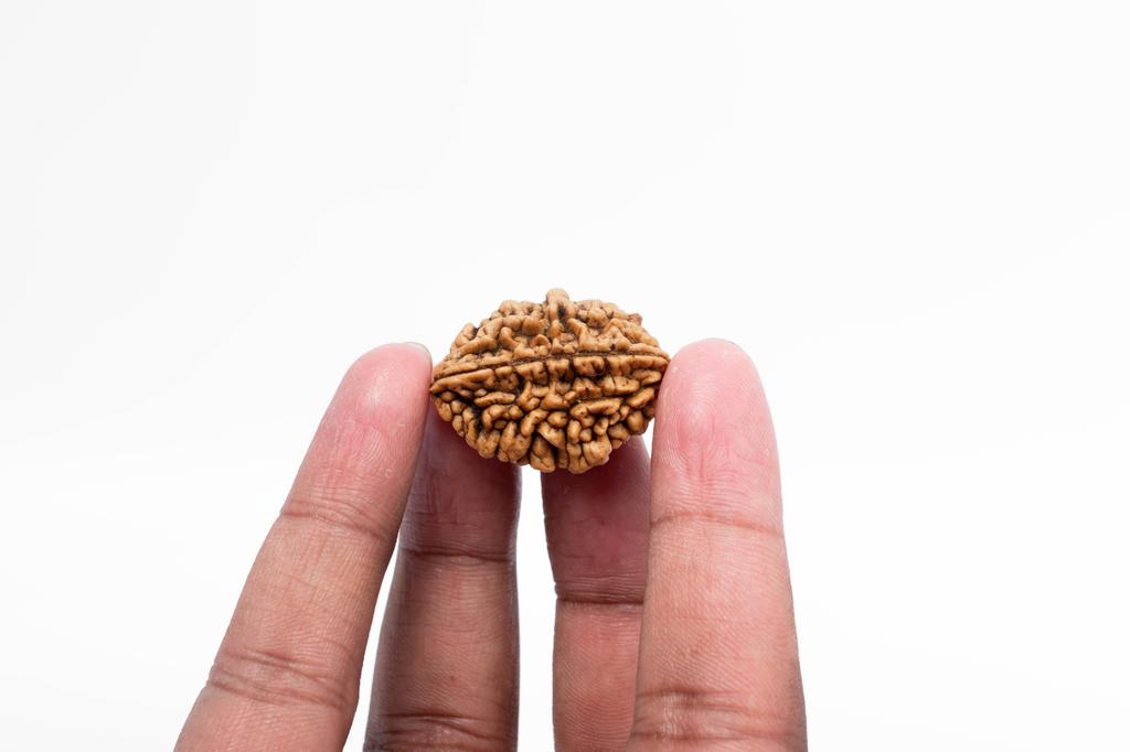 2 бусины Mukhi Nepali Rudraksha | Сертифицированная подлинная рудракша для духовного роста | Подлинная священная бусина для медитации и исцеления от Navratan Gems