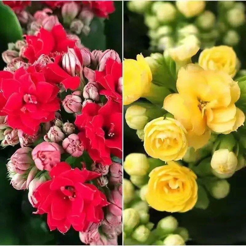 [Kalanchoe Double Petal] Four-Season Blooms Potted Plant for Indoor Balcony with Buds