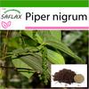 Pepper Plant - 20 Seeds - With Potting Substrate for Better Cultivation - Piper Nigrum