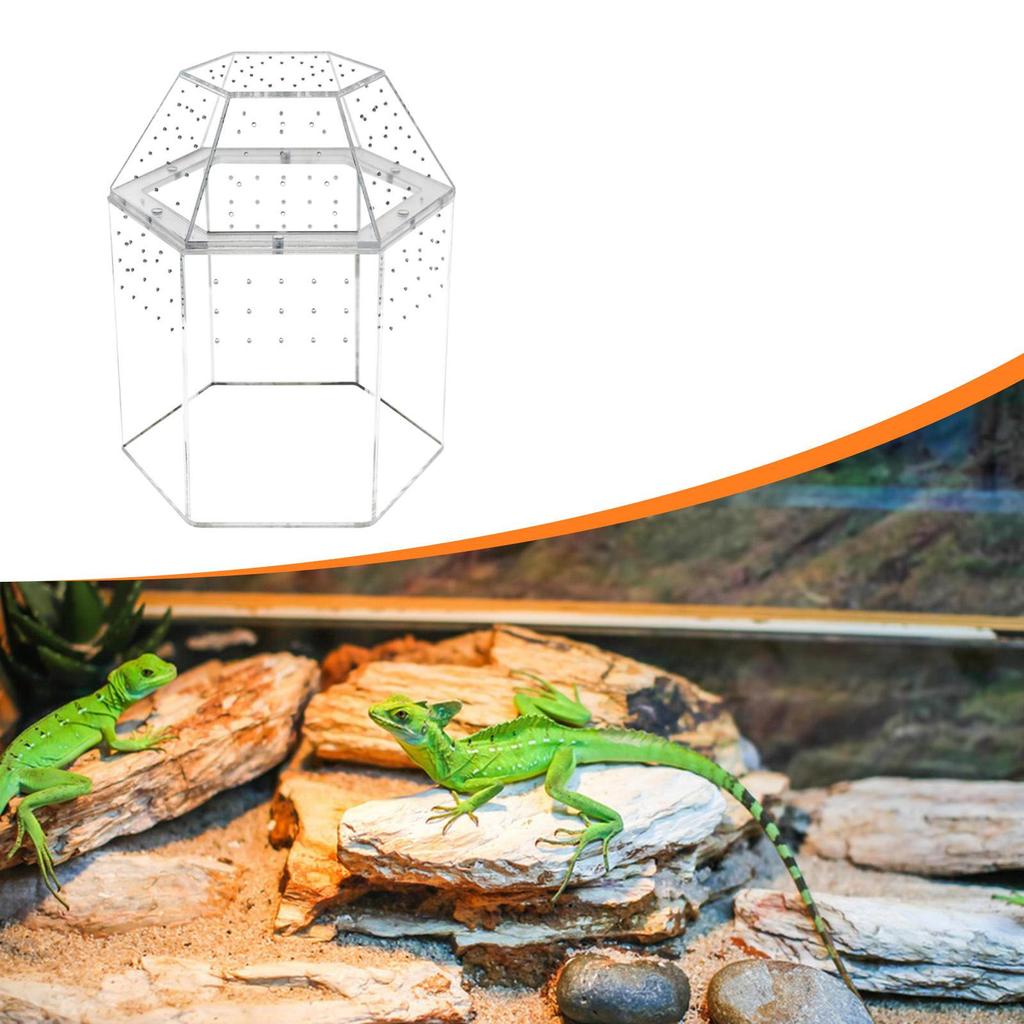 Reptile Terrarium Small Breeding Box Jumping Spiders Enclosure Clear Accessories Habitat