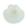 10Pcs Natural Scallop Shells DIY Crafts Theme Party Decor Bright White Seashells Jewelry Christmas Decoration