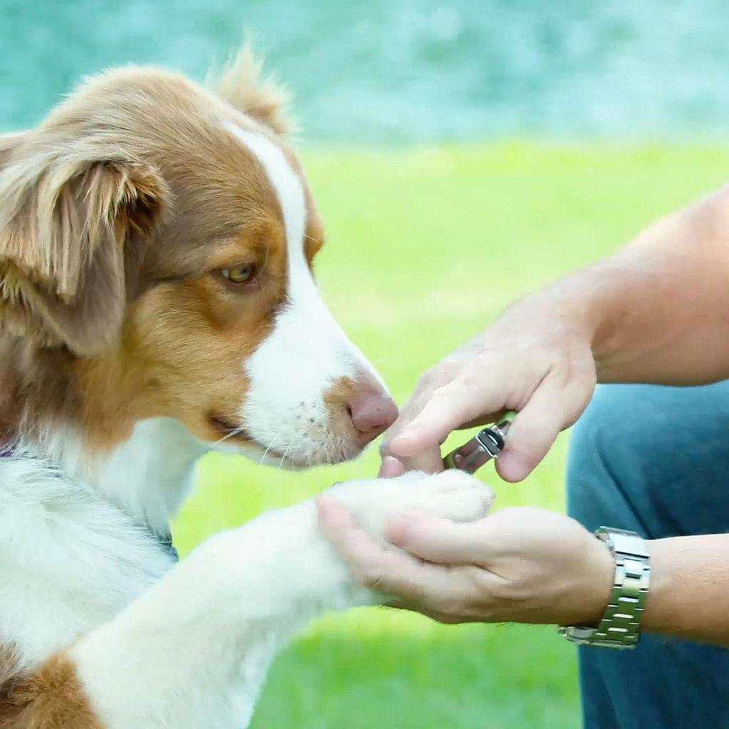 Сафари Гильотинные кусачки для ногтей