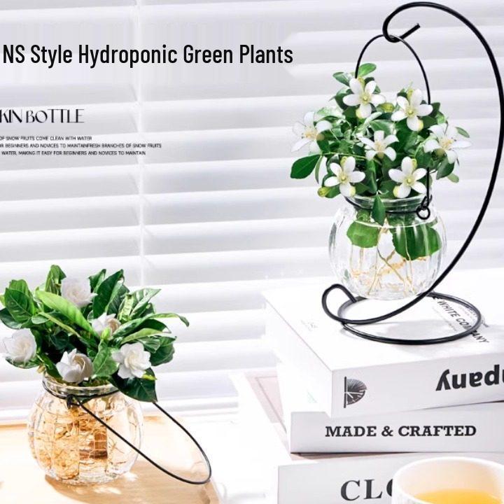 Indoor Desktop Murraya: Easy-Care Blooming Green Hydroponic Plants for Office & Living Room