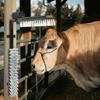 Adjustable Cattle Brush Black and White 84 x 10 x 91 cm PVC