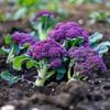 100 Purple Broccoli Seeds - SemiWild Permaculture