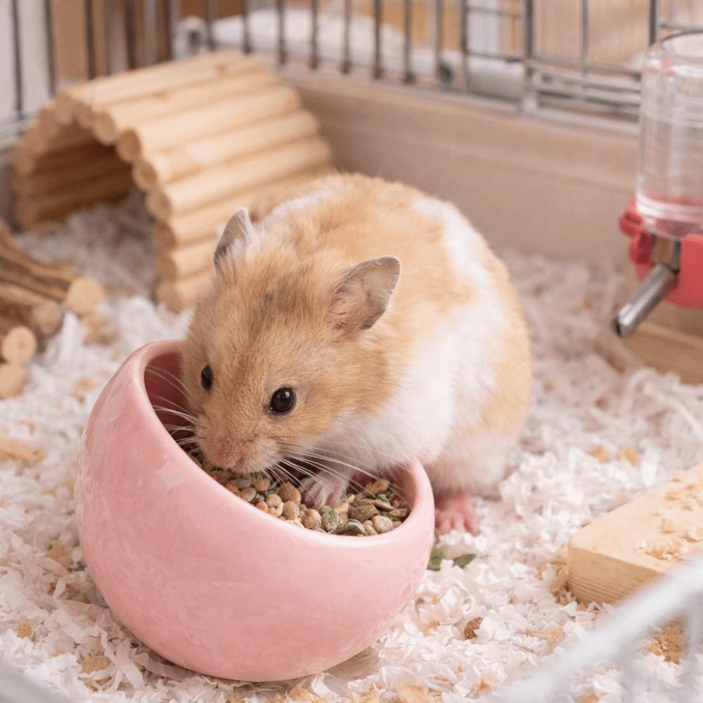 Non-Slip Hamster Food Bowl Ceramic Pet Feeding Bowl Pet Feeder Water Food Bowl For Small Pets