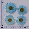 Marguerite Scrapbooking Epoxy Resin Blingbling Natural Plant Eco-friendly Real Pressed Flower Valentine's Day Graduation Easter