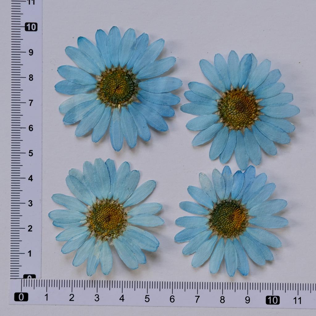 Marguerite Scrapbooking Epoxy Resin Blingbling Natural Plant Eco-friendly Real Pressed Flower Valentine's Day Graduation Easter