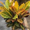 Croton Indoor Bonsai: Heat-Resistant, All-Season, Color-Changing Foliage with Old Trunk