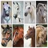 5d Алмазная картина Лошадь Алмазная мозаика Животное Алмазная вышивка Стразы ручной работы