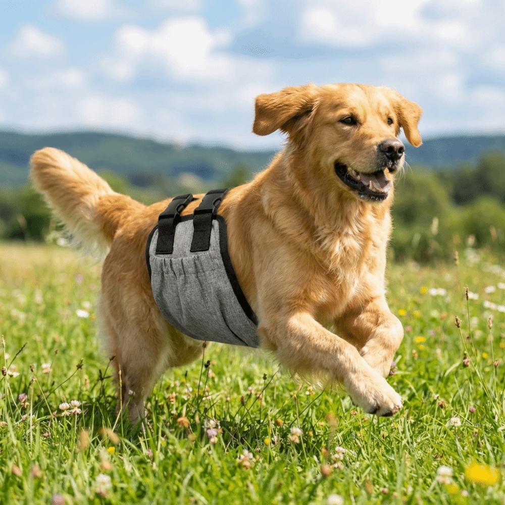 Breathable Male Dog Diaper Adjustable Dog Sanitary Panties Dog Physiological Pants Anti Harassment