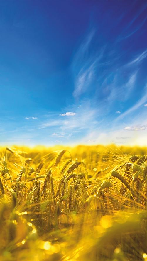 Картина-обогреватель "Небо и хлеб" на пленке Monocrystal 105x60 см 300 Вт