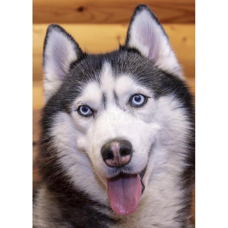 New 5D DIY Diamond Painting Husky Diamond Embroidery Animal Cross Stitch Full Square Round Drill Crafts Home Decor Manual Gift