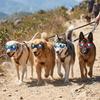 Foldable Structure Pet Sun Goggles Anti Ultraviolet Wind Tough Dog Sun Goggles Adjustable Fit Light Weight Pet Eyewear