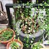 Artificial Green Ivy Leaf Rattan Creeper Leaves Vine Hanging Garland DIY Fake Flowers Plants for Garden Wedding Party Home Decor