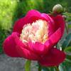 5 Peony Seeds RED CAP " -FRESH SEEDS