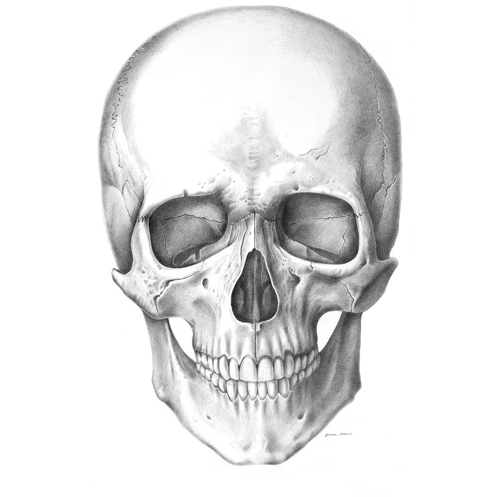 Czaszka (Front) - Plakat Anatomiczny Czaszka (Front) - Plakat Anatomiczny, 50X70 Cm, Bez Ramy, Płótno Premium Na Blejtramie