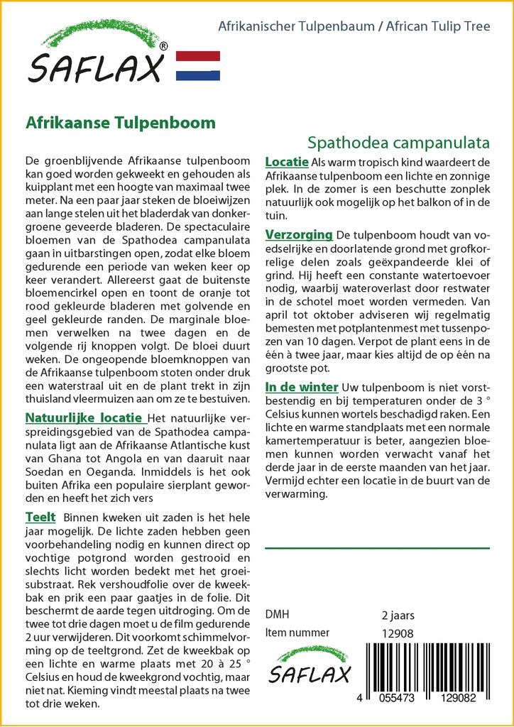 SAFLAX Африканское тюльпановое дерево - 30 семян - С горшечным субстратом для лучшего выращивания - Spathodea Campanulata