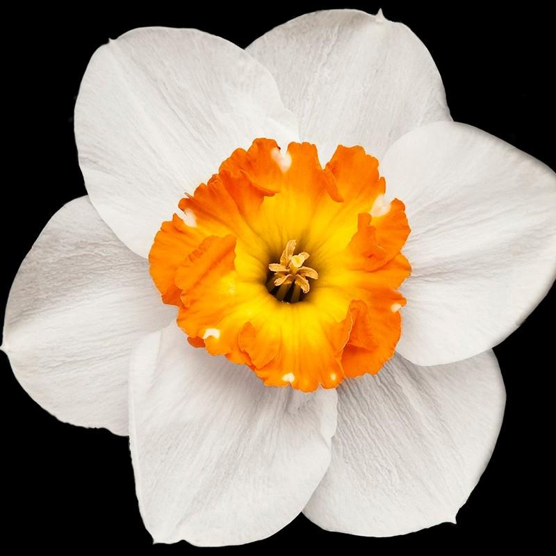 Yodeyma Houston парфюмированная вода для мужчин 50 мл