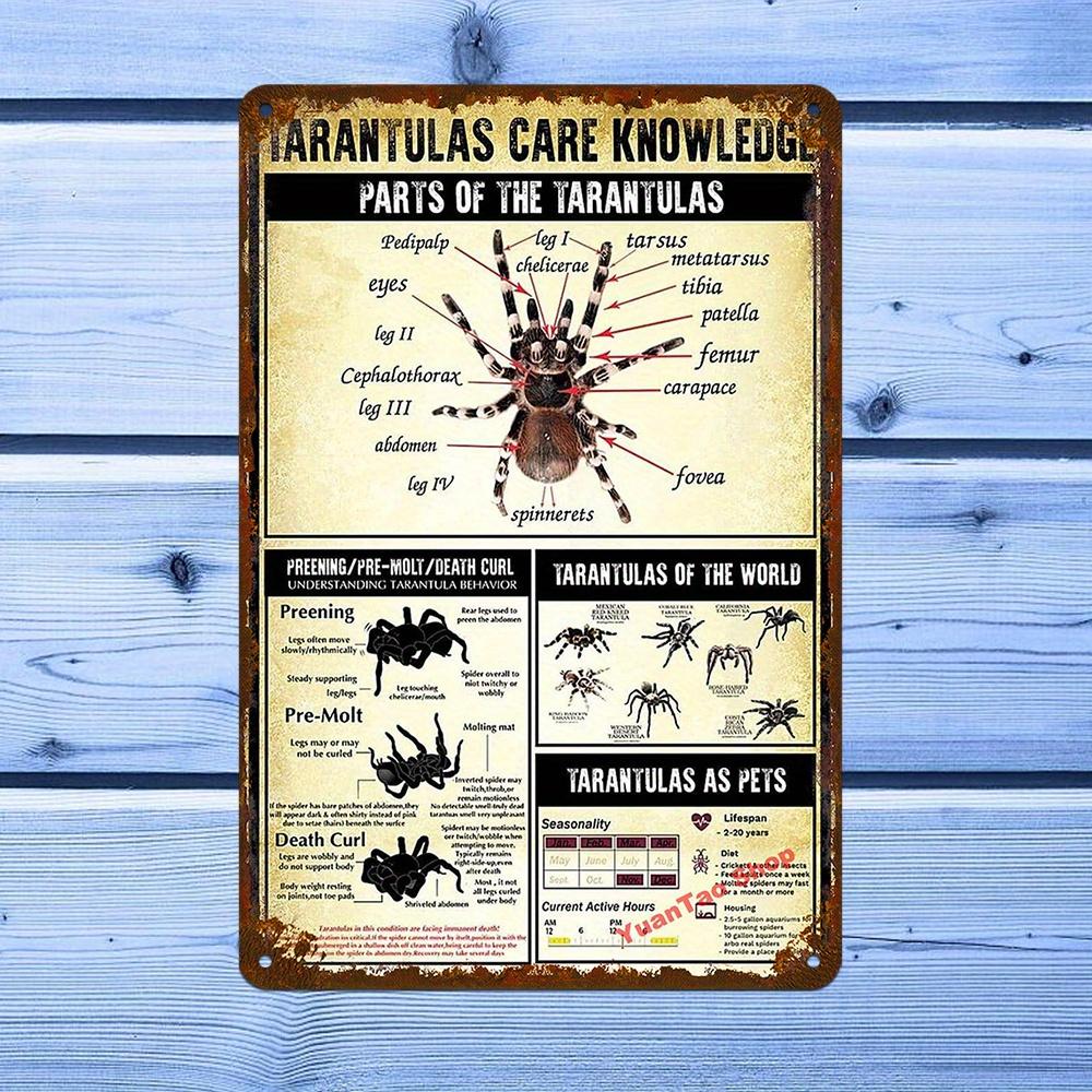 Металлическая табличка D Flat Vintage Tarantula Anatomy Железный настенный декор с УФ-печатью Образовательный Прочный, с предварительно просверленными отверстиями