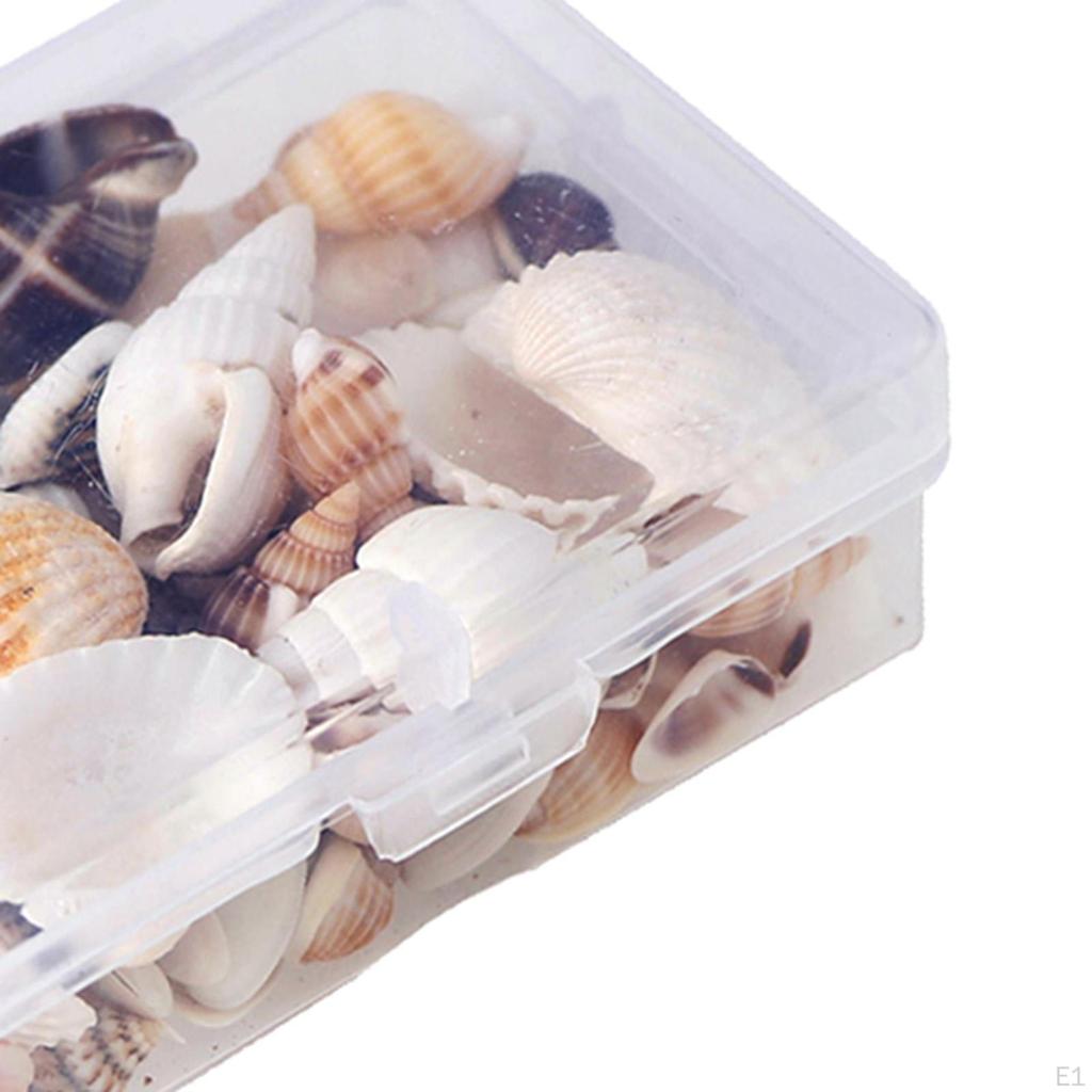 Beach Natural Shells for Candle Making, Home Decorations, Party Wedding Decor, Crafts,
